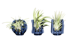 Support Magnétique Artisanal pour Plante Aérienne