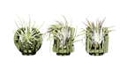 Support Magnétique Artisanal pour Plante Aérienne