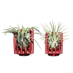 Support Magnétique Artisanal pour Plante Aérienne